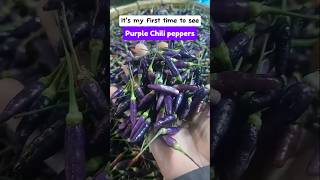 First time to see purple chili peppers #purplechili #silinglabuyo #chili #discovery #medicinalfruit