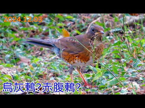 20241203 某鶇打掃大安森林公園 (X)