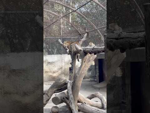 Life of leopard 🐆 #tiger #animals #bigcat #lion #cat #zoo #kruger #greaterkruger #krugersightings