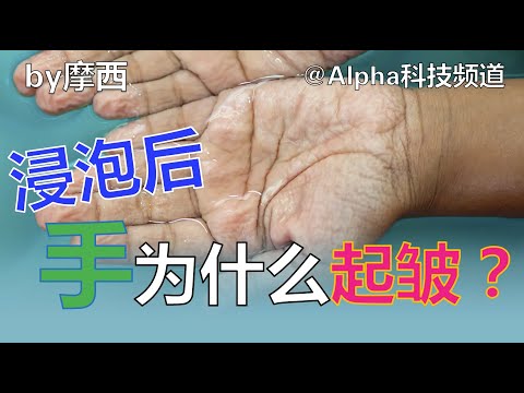 手浸泡水后，为什么会起皱？｜Pruney fingers in water｜#科学 #医学 #人体 #手 #皱纹 |@Alpha科技频道， by Alpha的摩西