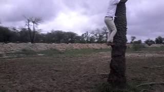 Back flip On the tree (vijay)