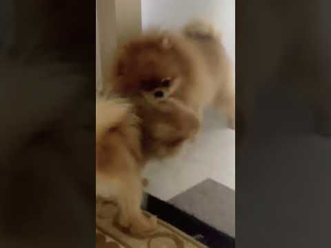 Pomeranian puppies fighting 😉🥰 #shorts