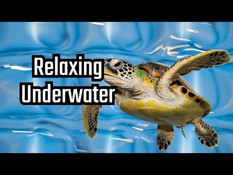 Underwater Serenity: The Most Relaxing Experience Ever