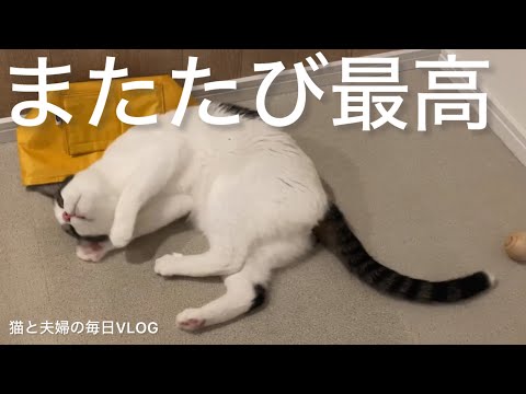 猫と夫婦の毎日VLOG#476 またたびたまらん