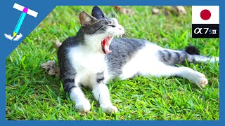 Love stray cats(kucing)| Cat lying on the lawn | Sony α7S3 | Impressed Cat Video