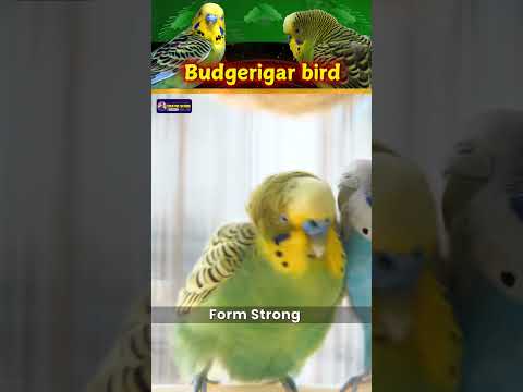 Budgerigar Bird's Documentary | Vibrant Life of Nature's Little Masterpiece | Creative Nature