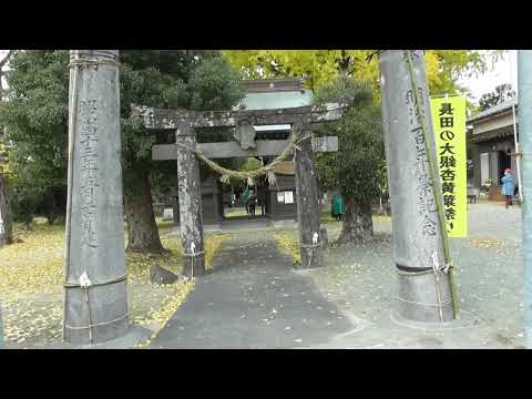 長田の大銀杏 今が見ごろ 令和6年12月14日