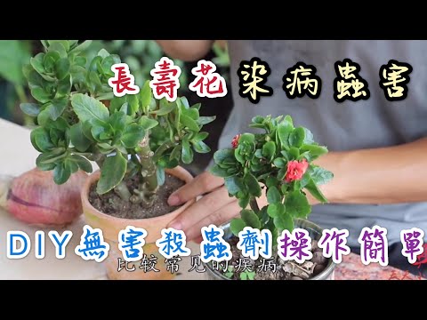 【天天小花農】長壽花染病蟲害，教你DIY制作天然無害殺蟲劑，操作簡單效果顯著