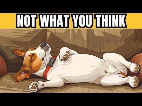 11 Most Interesting and Strange Dog Sleeping Positions & What They Mean