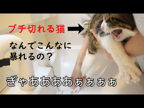 【音量注意】足を洗ったら猫が本気でブチギレました