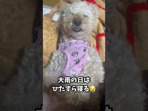 雨の日はひたすらねるいっちゃん😪 #トイプードル #いぬ #dog #といぷー