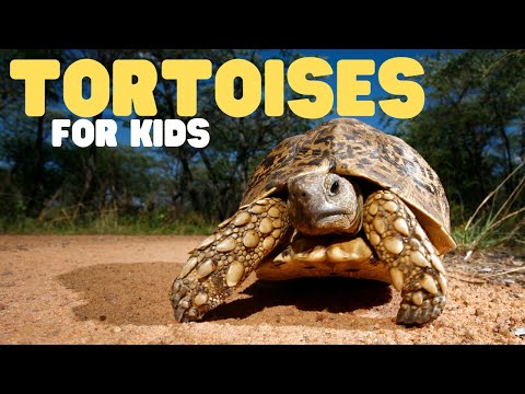 Tortoises for Kids | Learn all about these old land turtles!