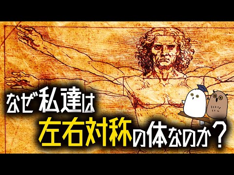 【ゆっくり解説】体の大進化：左右対称編【 進化 / 遺伝子 / 古生物 / 科学 】