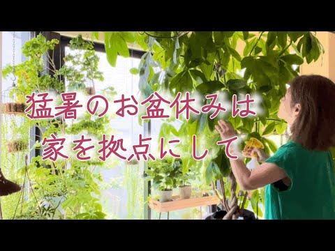 猛暑のお盆休み🍉絶賛ギックリ腰中⭐️犬達と亀🐶🐢石フェス（説明間違い有り『貔貅』→『龍亀』）✨室内植物🪴外猫食堂化🐈‍⬛etc