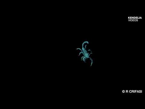 Scorpion Dances for Food !