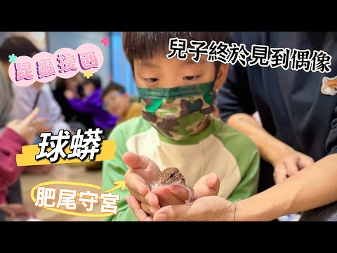 ［享生活］昆蟲擾西上課摟｜兒子終於見到偶像｜球蟒｜肥尾守宮  BabyMei