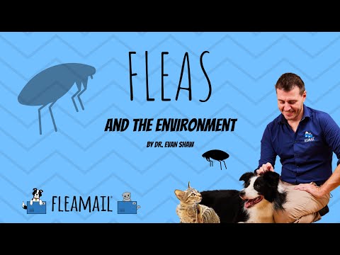 Fleas and the Environment - Dr Shaw talks pest control!