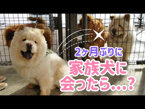 初めての里帰りでチャウチャウの家族が感動の再会🐾🐾