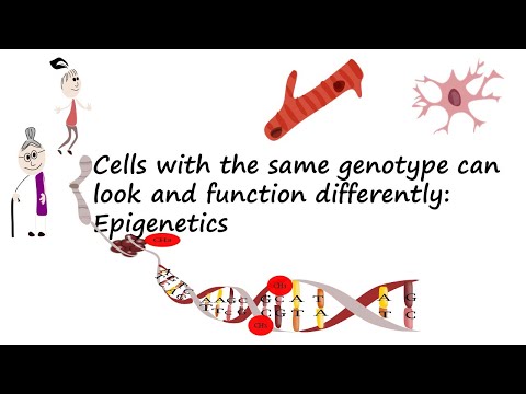 Cells with the same genotype can look and function differently: Epigenetics