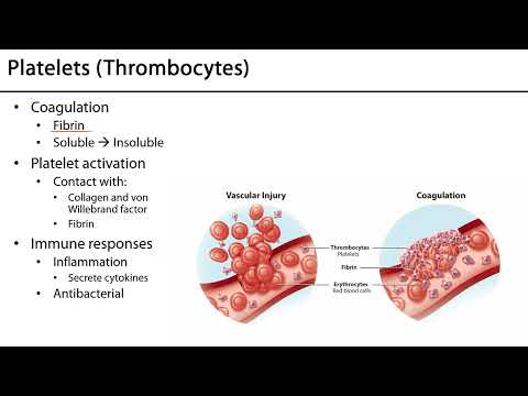 Thrombocytes