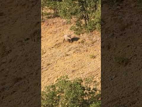 One Clean Shot - Temiz Atış #hunting #wildboar