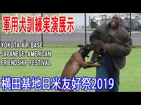 横田基地日米友好2019軍用犬訓練実演展示－噛んだら絶対離さない！/YOKOTA AIR BASE JAPANESE-AMERICAN FRIENDSHIP FESTIVAL