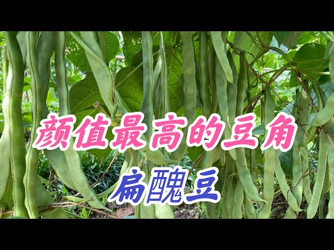 颜值最高的豆角-扁醜豆。 《梅园》豆角家庭有机种植系列