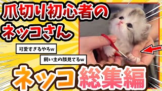 【2ch動物スレ総集編】初めて爪切りをする子ネッコ→反応が可愛すぎるwww / ネッコ300選！