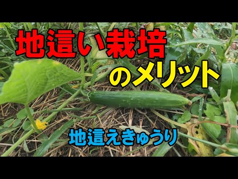 【きゅうり】地這い栽培のメリット