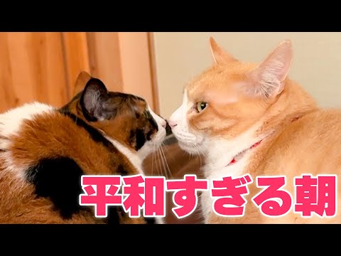 猫たちが喧嘩をしない幻の朝を迎えました。