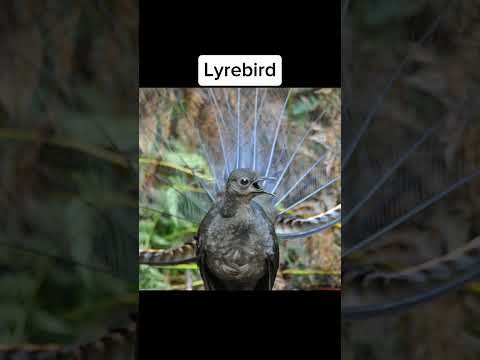 Terrifying Bird Sounds | Scariest Bird Calls in the World #TerrifyingBirds #ScarySounds #nature