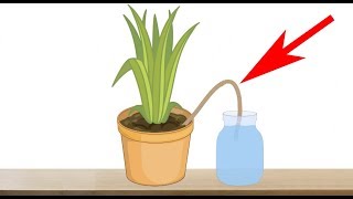 5 Genius Ways to Water Your Plants When You are Away on Vacation - Indoor Plants Automatic Watering