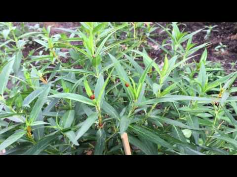 Up Close and Personal With The Ladybugs--July 27, 2016