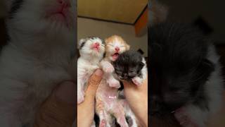 Timelapse Cute Kittens Aged 1 To 100 Days😻 #kucinglucu #kucing #kitten #catlover