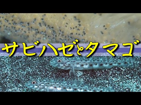 【 サビハゼと卵 】消えゆく？冬の風物詩　Sagamia geneionema