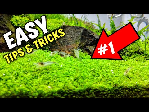 The #1 Tip For Easy Carpeting Plants In Aquarium!