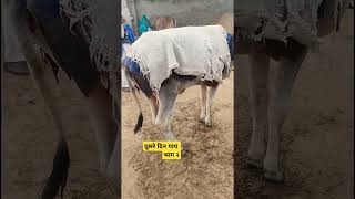 #cow #veternary #animals #automobile #video #veternaryassistant #love #4kfullscreenstatus #4k