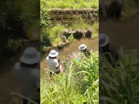 【川遊び】水の中ゆーらゆら