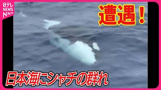 【日本海で】遭遇！ シャチの群れ  20頭以上…「怖い」