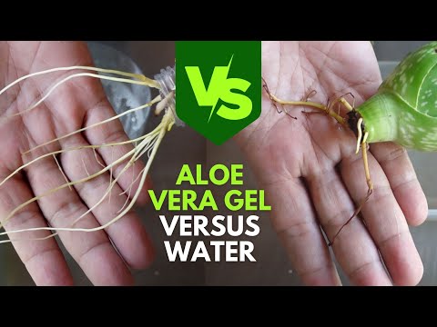 Propagating Aloe vera Cuttings in Aloe vera Gel