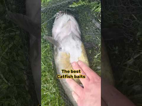 Catfish Baits And The Best Catfishing Rods!! 🎣 #shorts #fishing #catfish