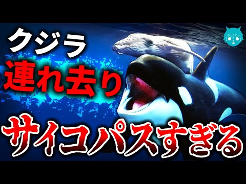 【異常】前代未聞…シャチがクジラを“襲わず誘拐した”衝撃の理由【解説】