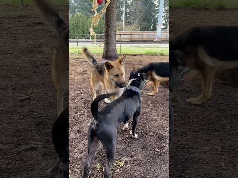 Dog Communication(How Leadership is Established) #awakenedk9 #dogcommunication #germanshepherd