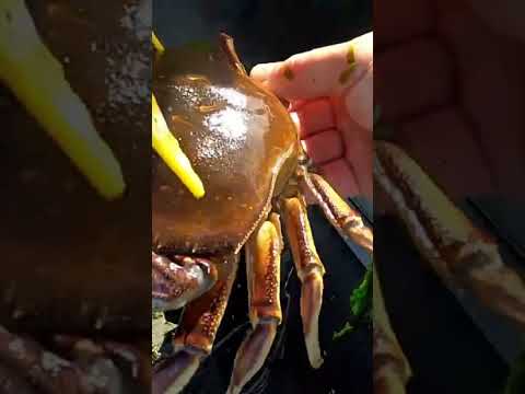 Two From Limits! #crabbing #dungenesscrab #saltwater #oregon #bay