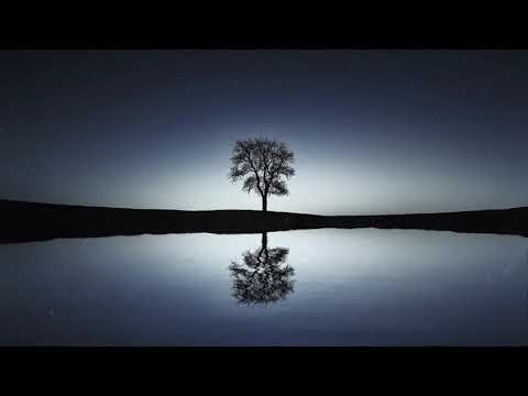 Reflection of Tree | Copyright Free Video Footage