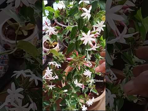 Pink kagada flowers harvesting కాగడా పువ్వులు #kagada #mygarden #gardening #shortvideo #ytshorts