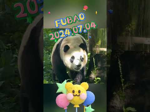 FUBAO2024.07.04 #panda #zoo #animals #automobile #cute #fubao #pets #cutepanda #love #funny