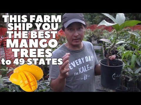 This Farm Ships You the BEST Mango Trees to 49 States. 330+ Varieties