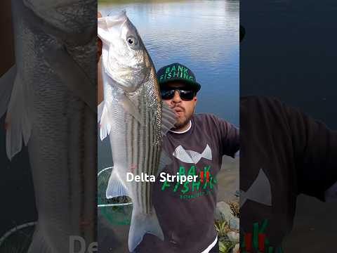 Fishing For Big Stripers In The Delta River‼️ #fishing #delta #stripedbass #fish #shorts #new #video