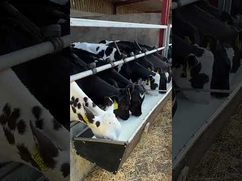 Farm Cows #shorts #fyp #cow #feeding #milking #hoofing